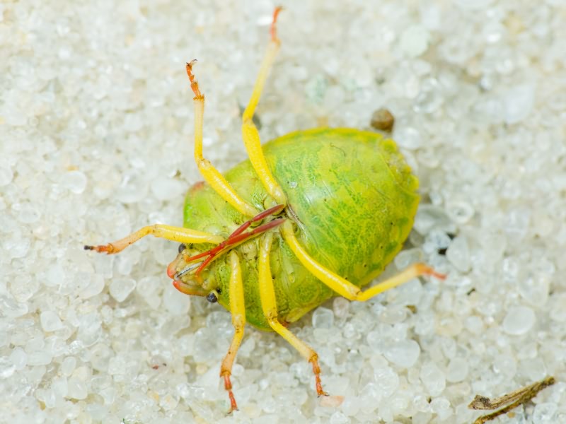 Antheminia lunulata (Goeze, 1778)
